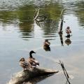 Canards