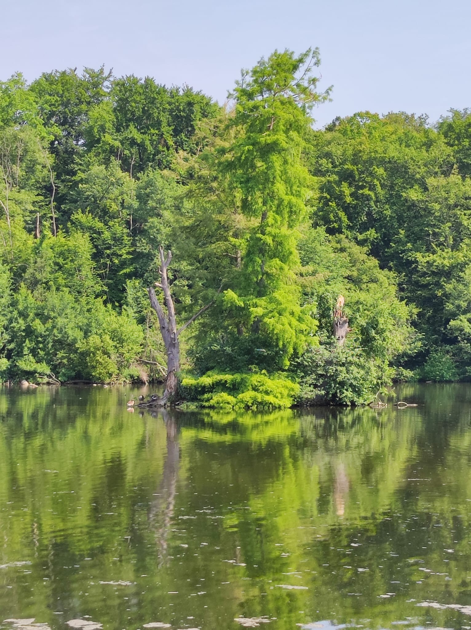 L'île dans l'étang neuf
