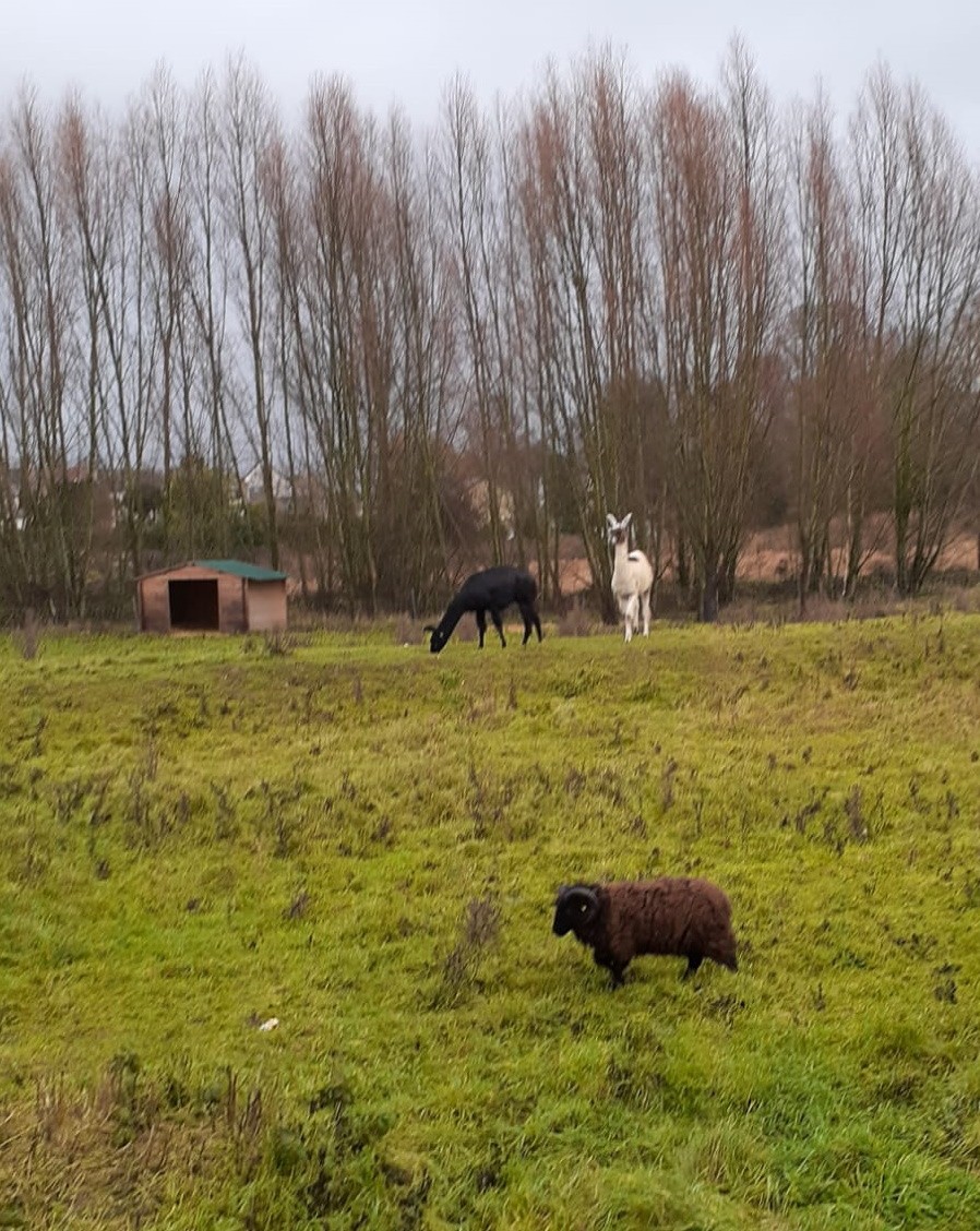 Au détour de notre balade, les lamas de Oissery