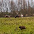 Au détour de notre balade, les lamas de Oissery