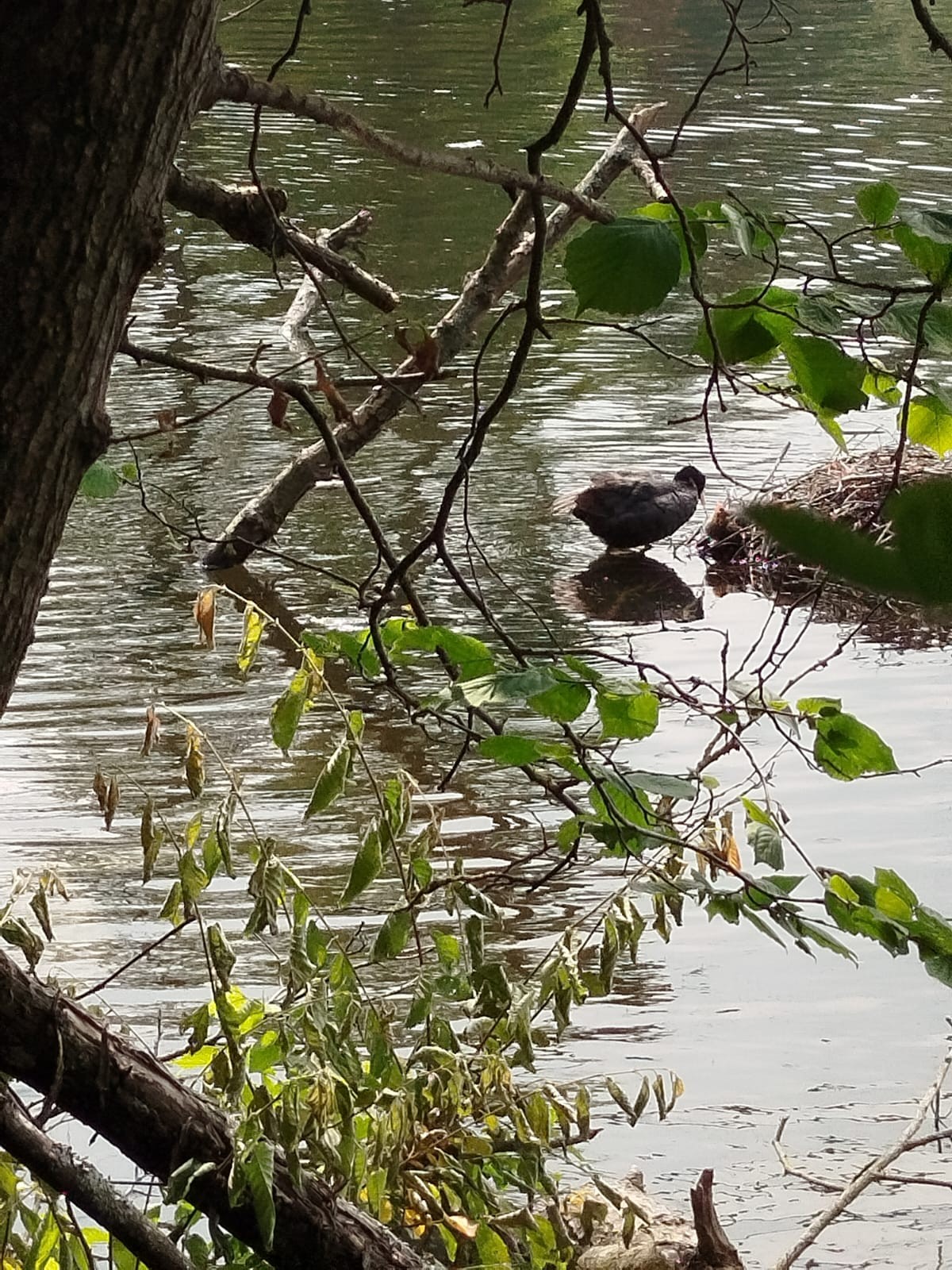 Poule d'eau